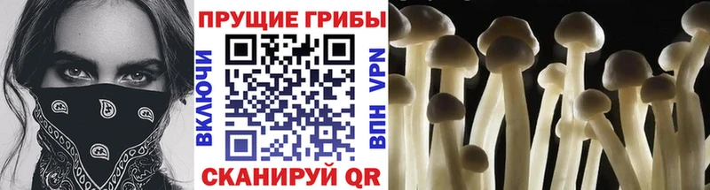 где купить наркотик  Самара  Псилоцибиновые грибы мухоморы 